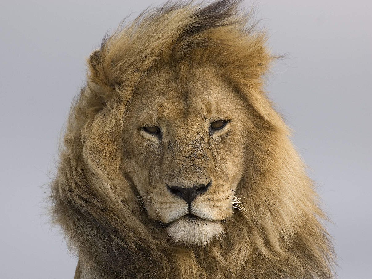 Ein männlicher Löwe im afrikanischen Tansania © Steve Morello / WWF
