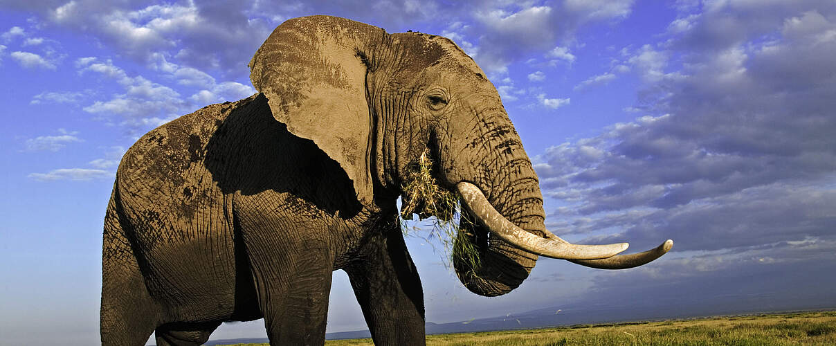 Afrikanischer Savannenelefant