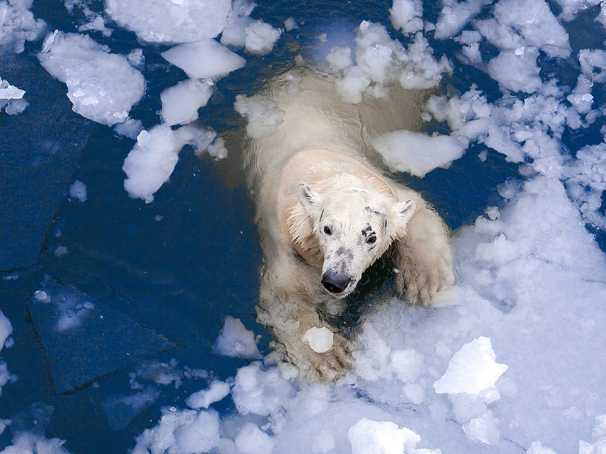Eisbär © Evgeny555 / iStock / Getty Images
