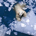 Eisbär © Evgeny555 / iStock / Getty Images