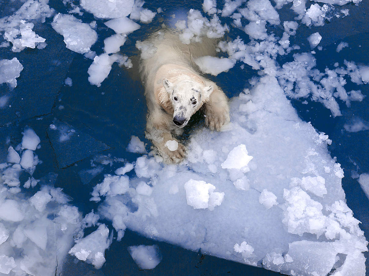 Eisbär © Evgeny555 / iStock / Getty Images