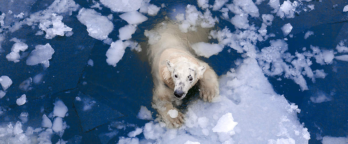 Eisbär © Evgeny555 / iStock / Getty Images