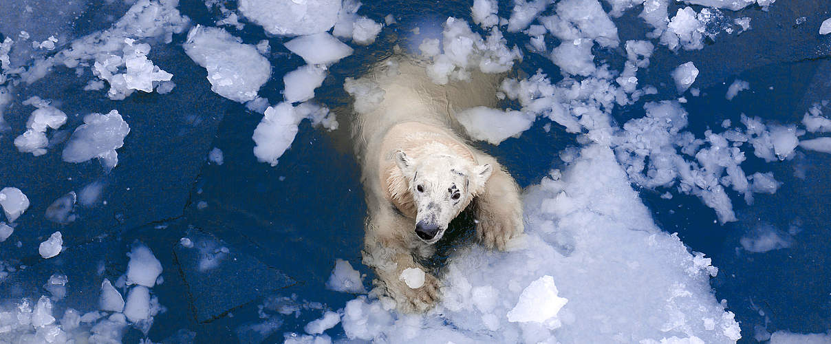 Eisbär © Evgeny555 / iStock / Getty Images