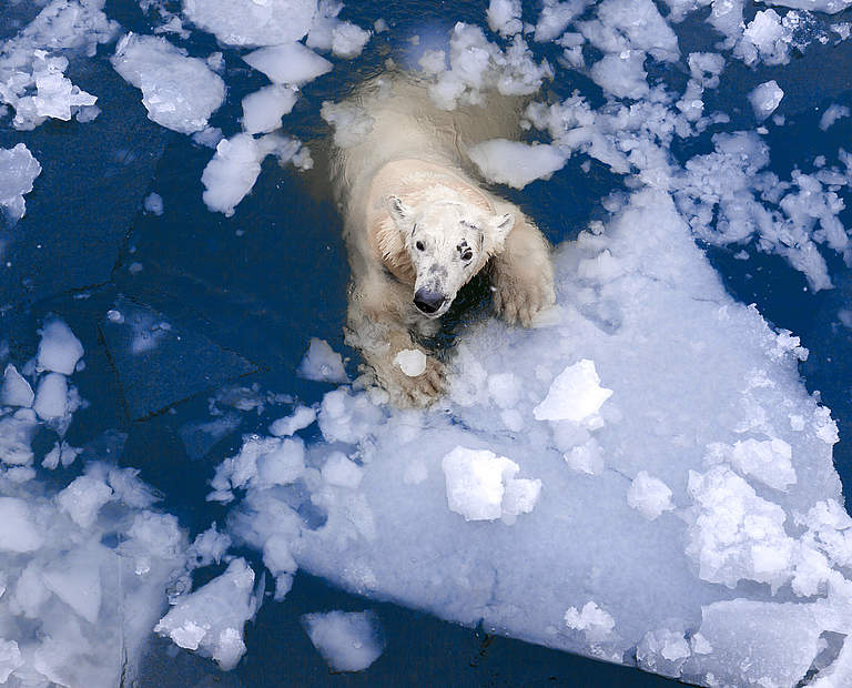 Eisbär © Evgeny555 / iStock / Getty Images