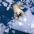 Eisbär © Evgeny555 / iStock / Getty Images