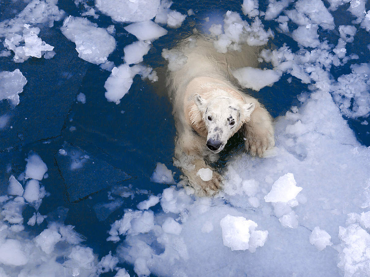 Eisbär © Evgeny555 / iStock / Getty Images