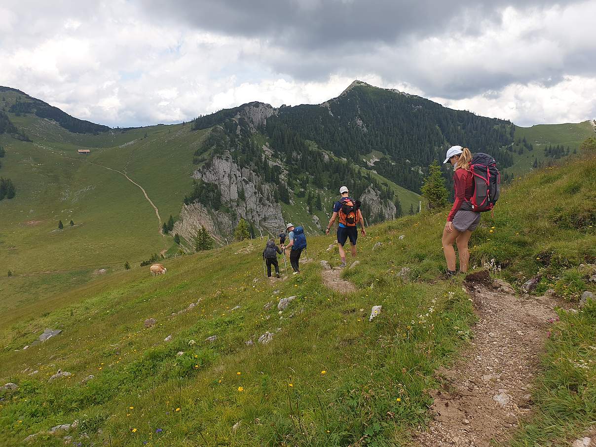 Grüne Wiesen in den Alpen © Daniel Lemke