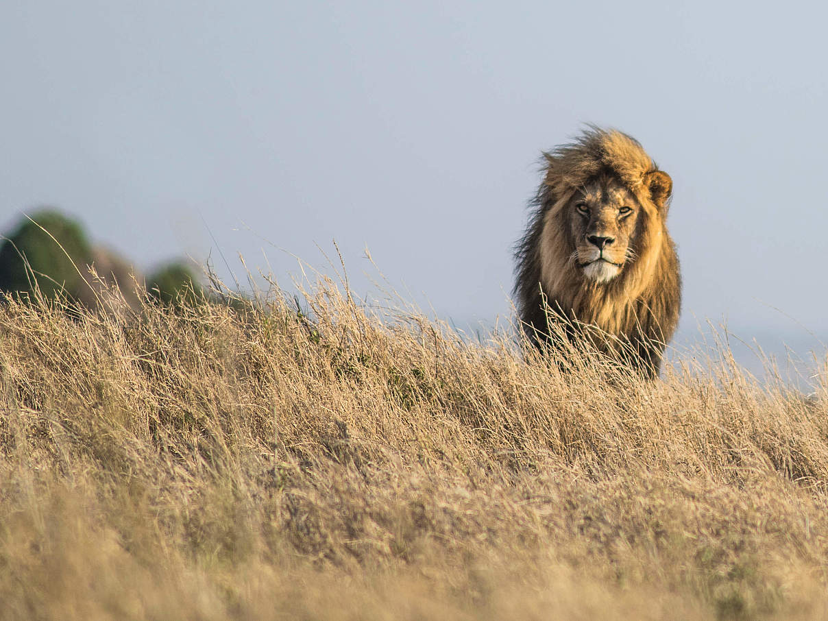 Männlicher Löwe in Tansania © Steven Schonfeld