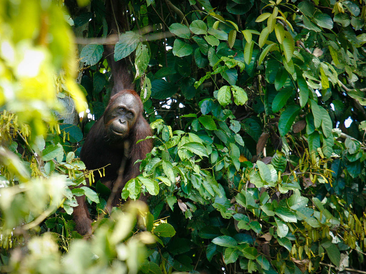Borneo-Orang-Utan in Bukit Piton / Malaysia © WWF-Malaysia / David James