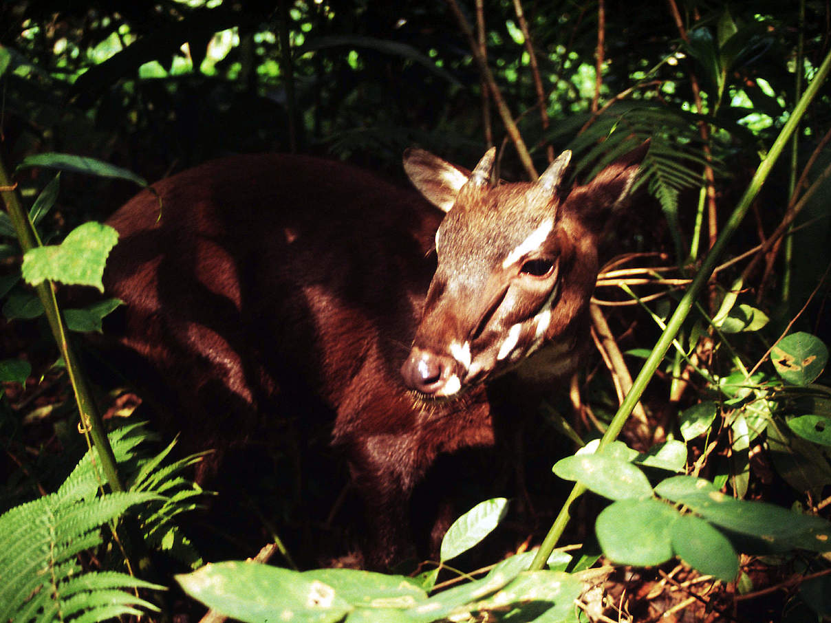 Ein etwa 5 Monate altes Weibchen des Saola-Rindes © David Hulse / WWF