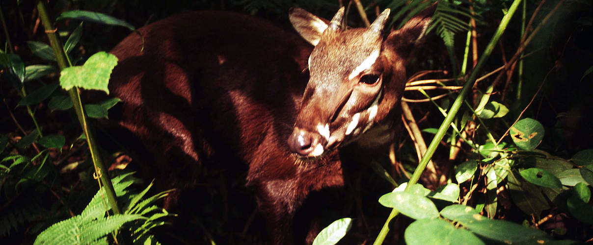 Ein etwa 5 Monate altes Weibchen des Saola-Rindes © David Hulse / WWF