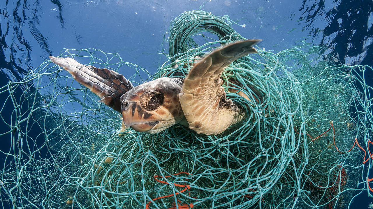 Schildkröte gefangen im Netz © naturepl.com / Jordi Chias / WWF