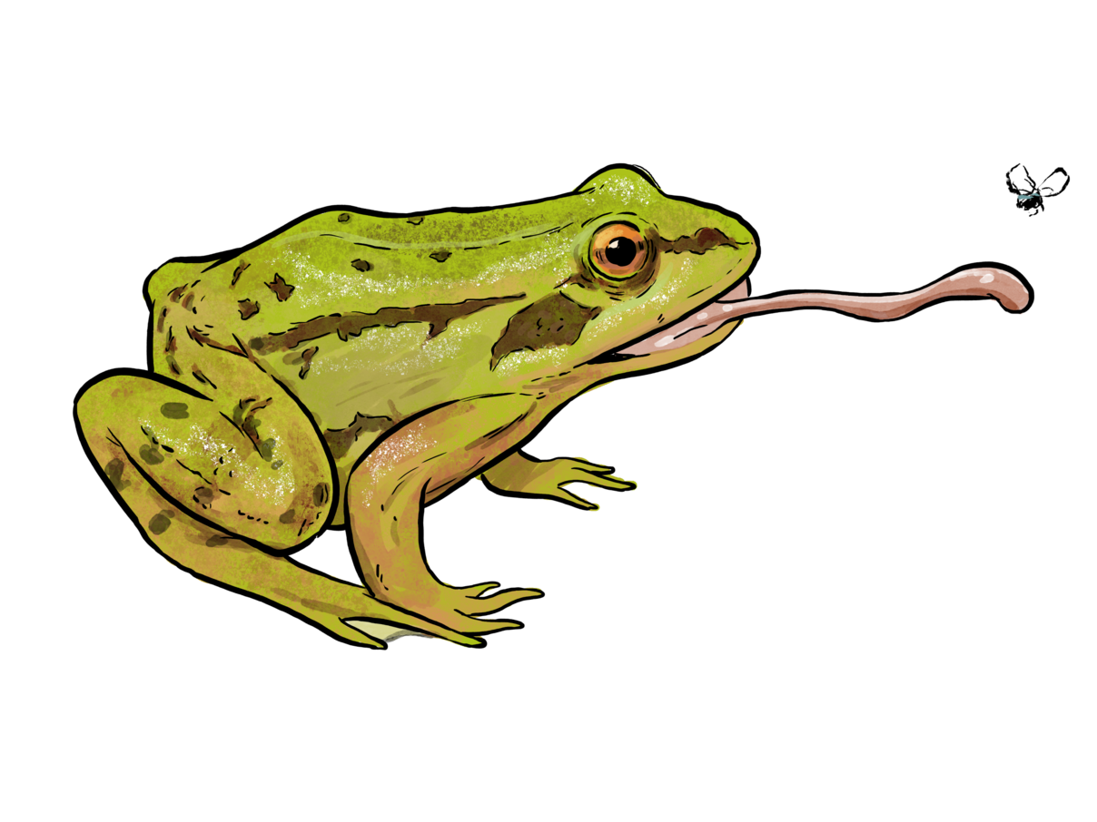Illustration eines Wasserfroschs auf Beutejagd