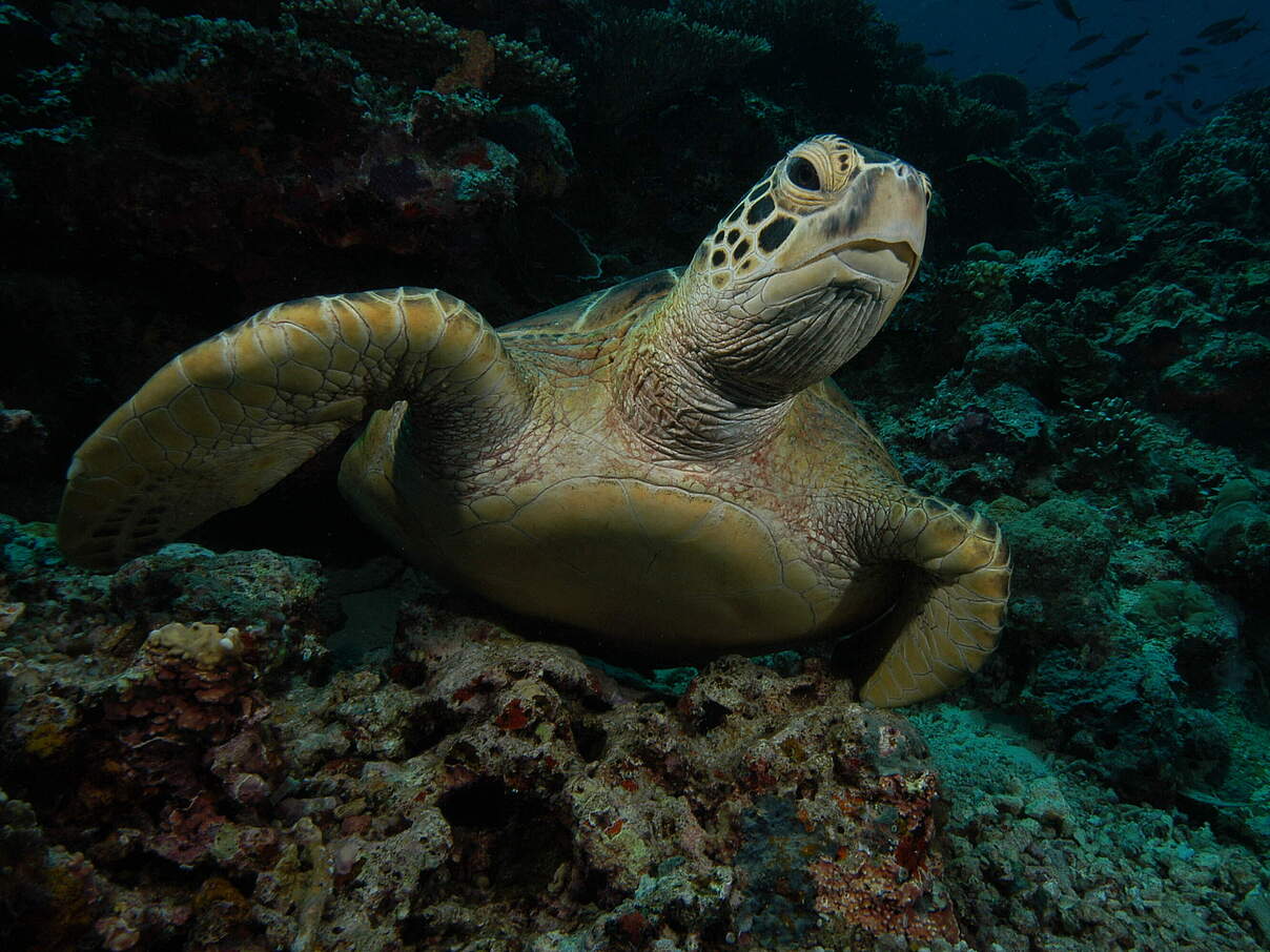 Grüne Meeresschildkröte (Chelonia mydas) 