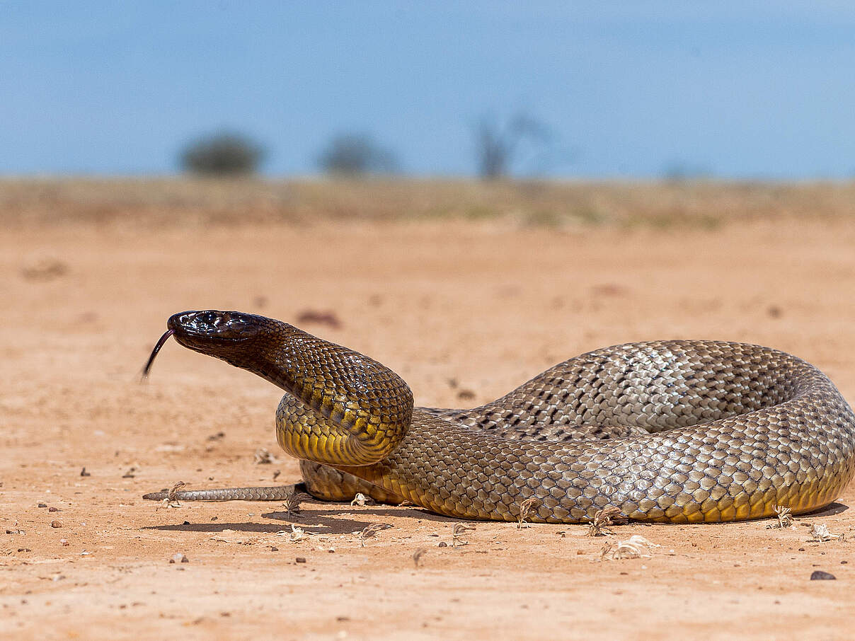 Inlandtaipan in Australien © Ken Griffiths/iStock/Getty Images