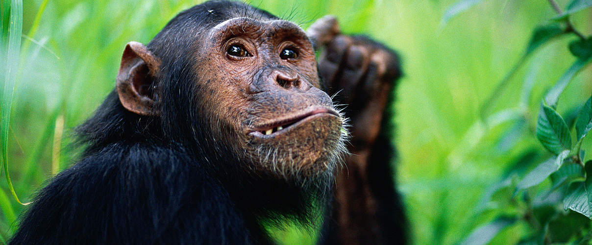 Schimpanse © naturepl.com / Anup Shah / WWF