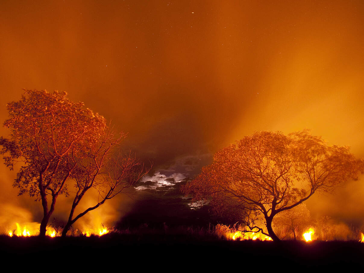 Feuer im Pantanal © naturepl.com / Bence Mate / WWF