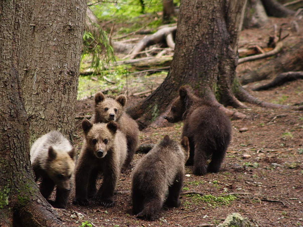 Im Braunbären-Waisenhaus © Leonardo Bereczky / WWF-Rumänien