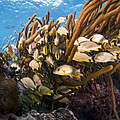 Fische am Mesoamerikanischen Riff © Antonio Busiello / WWF-US