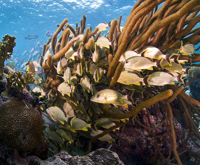 Fische am Mesoamerikanischen Riff © Antonio Busiello / WWF-US Fische am Mesoamerikanischen Riff © Antonio Busiello / WWF-US