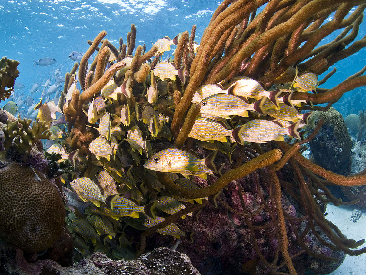 Fische am Mesoamerikanischen Riff © Antonio Busiello / WWF-US Fische am Mesoamerikanischen Riff © Antonio Busiello / WWF-US