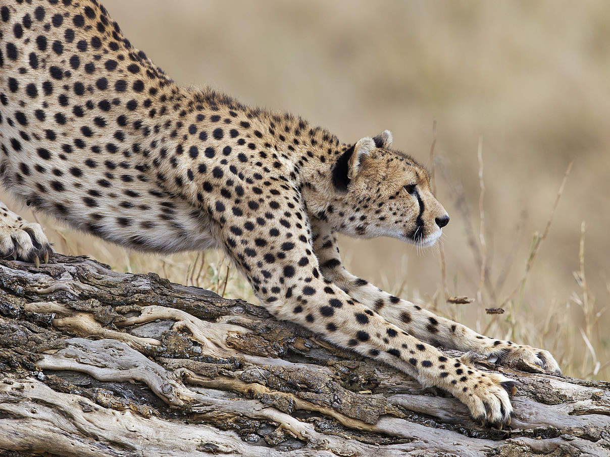Gepard auf Baumstamm © Martin Harvey / WWF