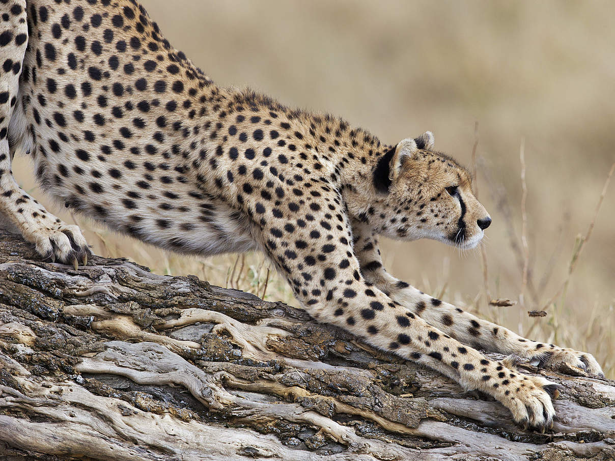 Gepard auf Baumstamm © Martin Harvey / WWF