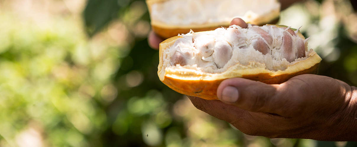 Das Innere der Kakaofrucht © Alejandro Janeta / WWF Ecuador