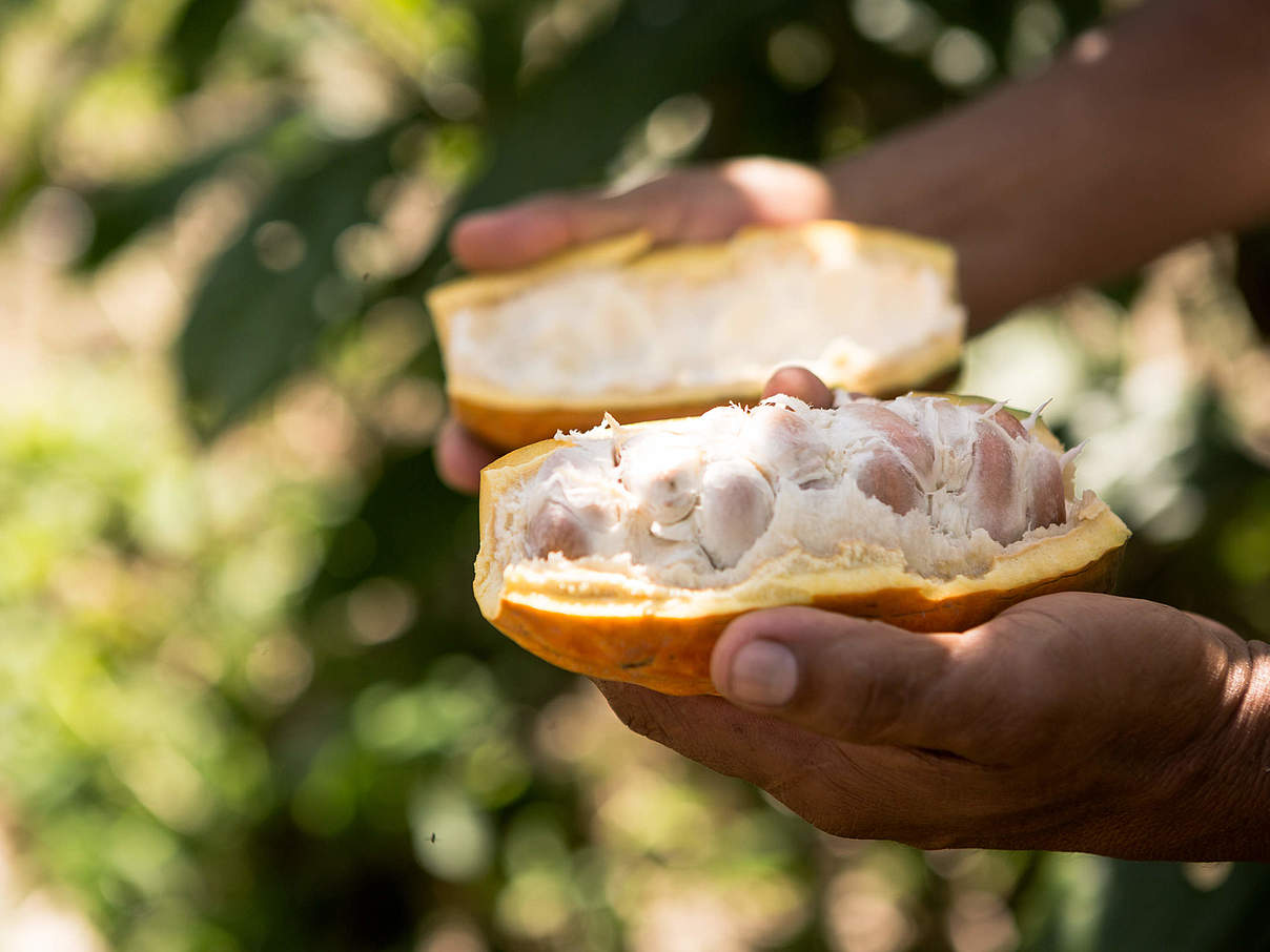 Das Innere der Kakaofrucht © Alejandro Janeta / WWF Ecuador