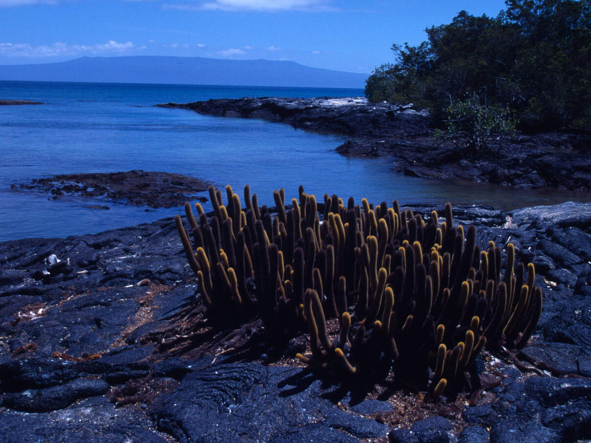 Lava-Kaktus auf Galapagos 