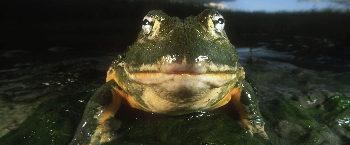 Ochsenfrosch © Martin Harvey / WWF