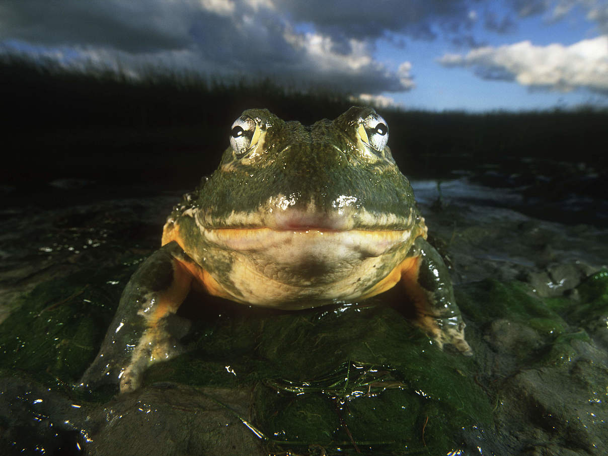 Nordamerikanischer Ochsenfrosch © Martin Harvey / WWF