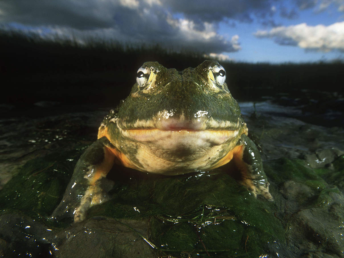 Ochsenfrosch © Martin Harvey / WWF