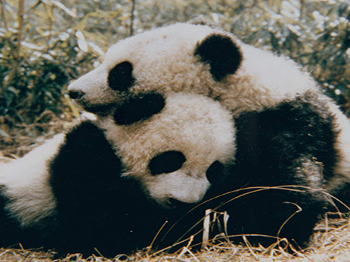 350 1963 013 grosser Panda c WWF © WWF