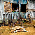 Elfenbein-Wilderei in Gabun © James Morgan / WWF Canon