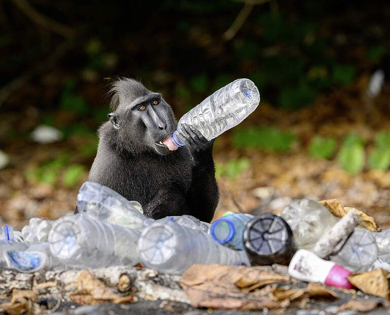 Affe umringt von Plastikflaschen © Nick Garbutt / naturepl.com / WWF