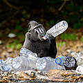 Affe umringt von Plastikflaschen © Nick Garbutt / naturepl.com / WWF