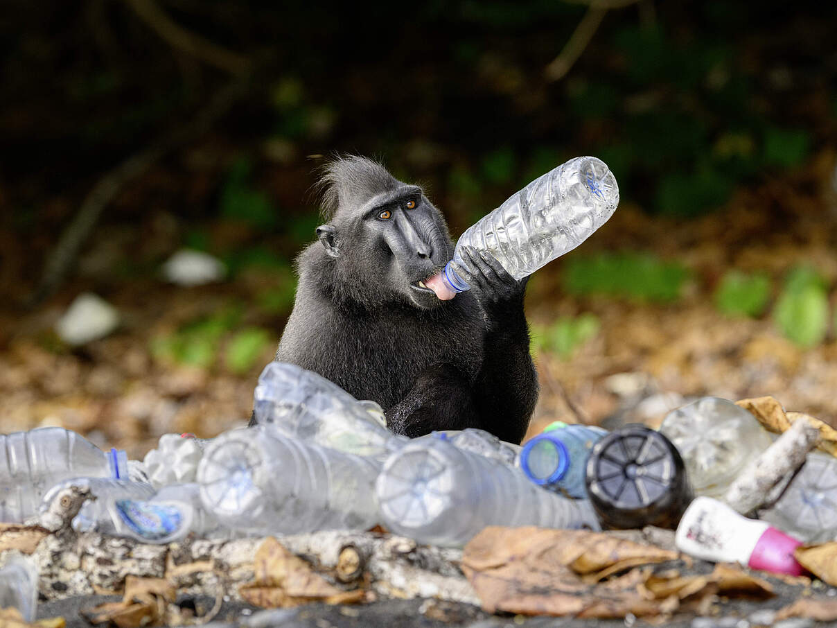 Affe umringt von Plastikflaschen © Nick Garbutt / naturepl.com / WWF