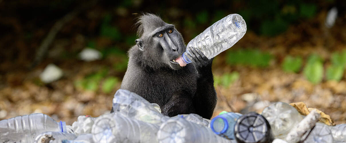Affe umringt von Plastikflaschen © Nick Garbutt / naturepl.com / WWF