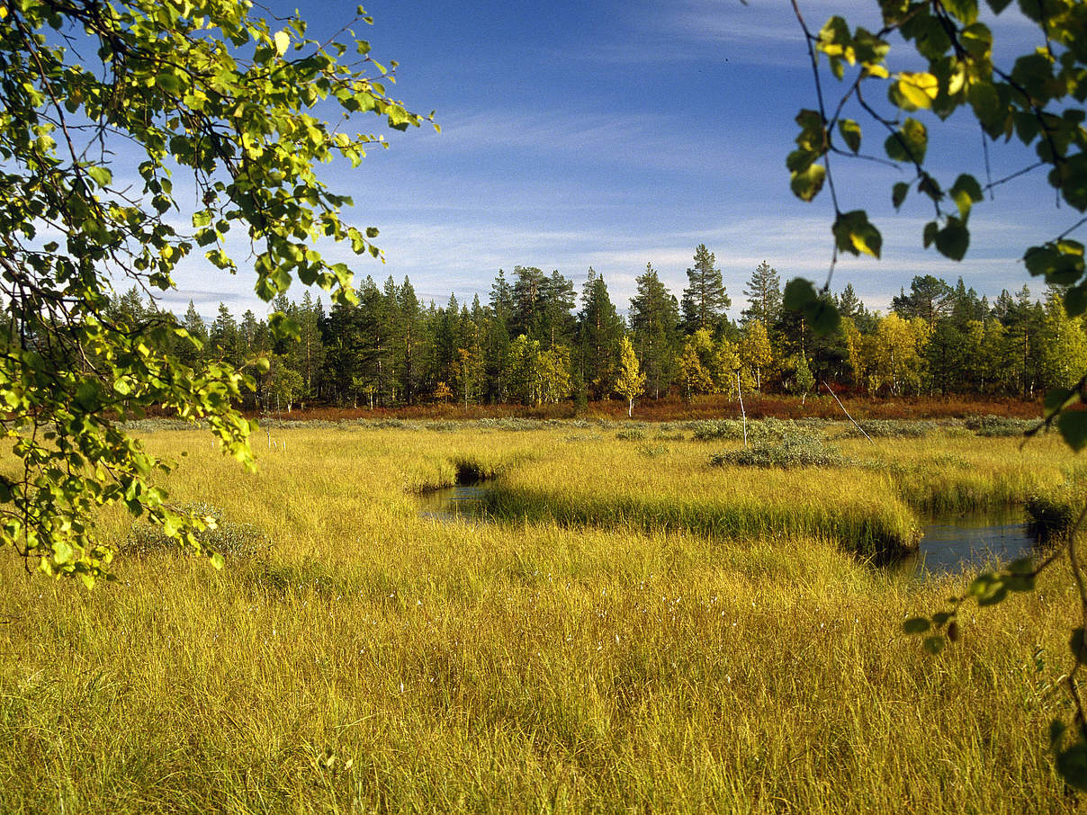 Typische boreale Herbstlandschaft in Finnisch-Lappland. Feuchtgebiet in einem Buchenwald. Finnland. © Mauri Rautkari / WWF-Canon