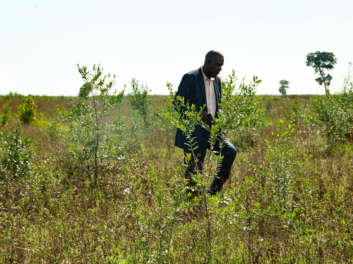 Joseph Towett bei der Besichtigung eines der Pflanzgebiete in Chepalungu. © WWF Kenia