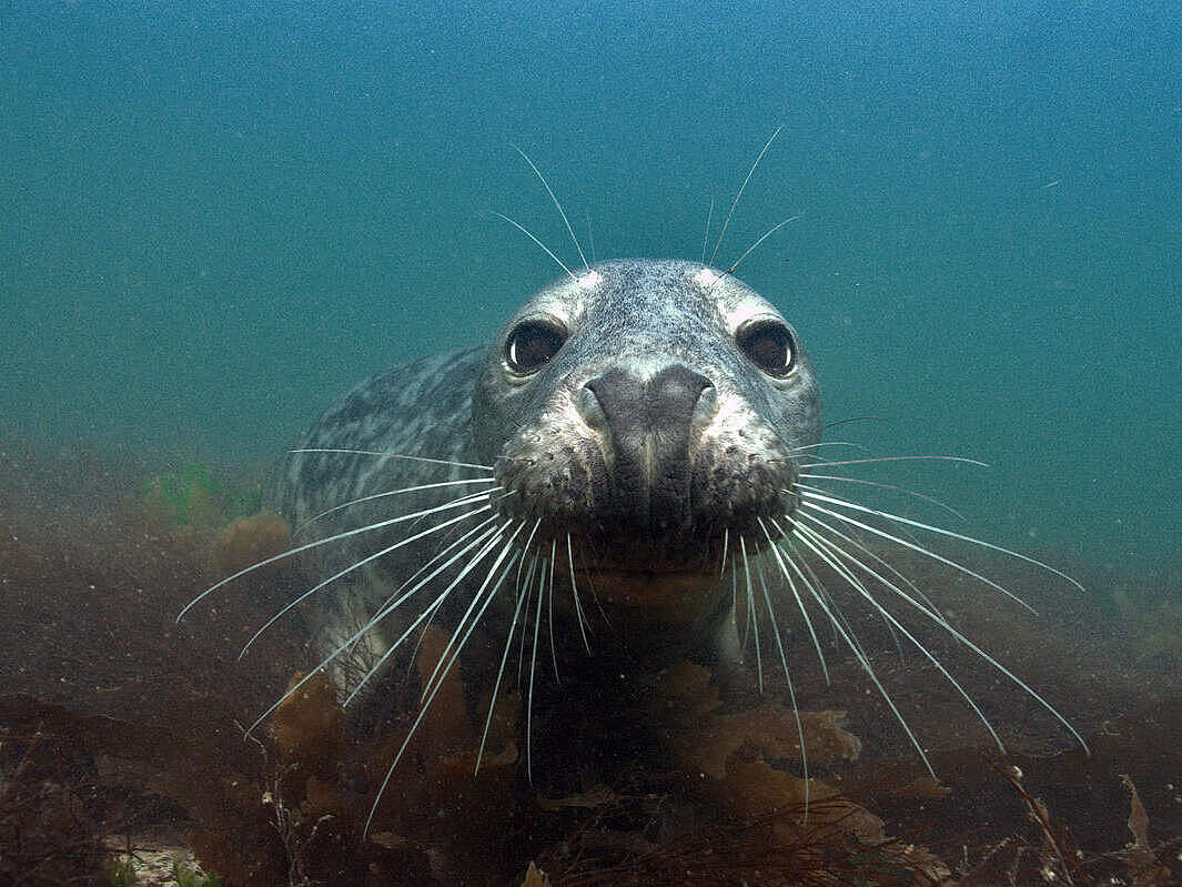 Kegelrobbe © Philipp Kanstinger / WWF