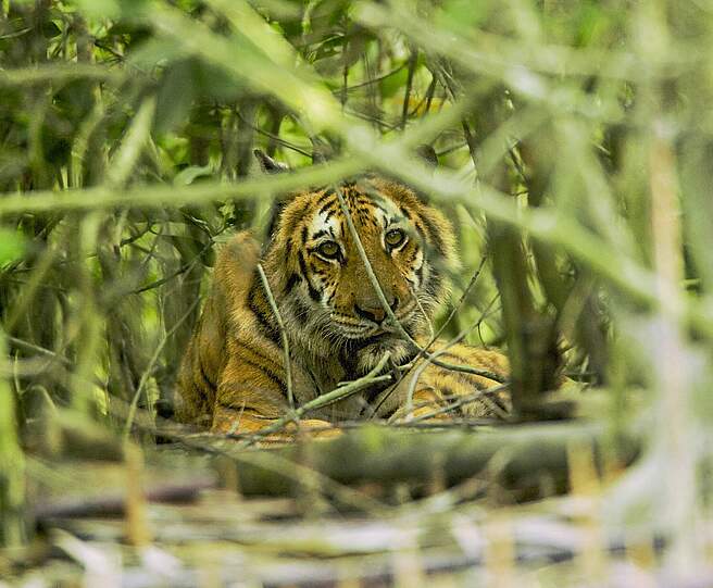 Bengalischer Tiger im Dickicht