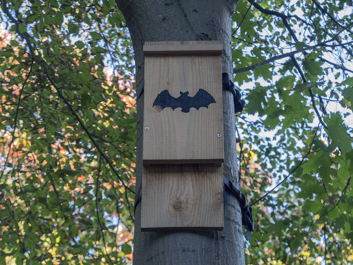 Fledermauskasten an einem Baum