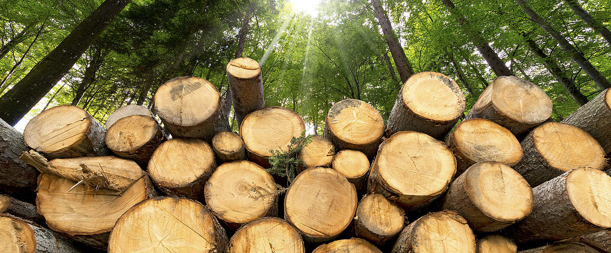 Gestapeltes Holz im Wald © catalby / iStock / Getty Images Plus