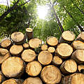 Gestapeltes Holz im Wald © catalby / iStock / Getty Images Plus