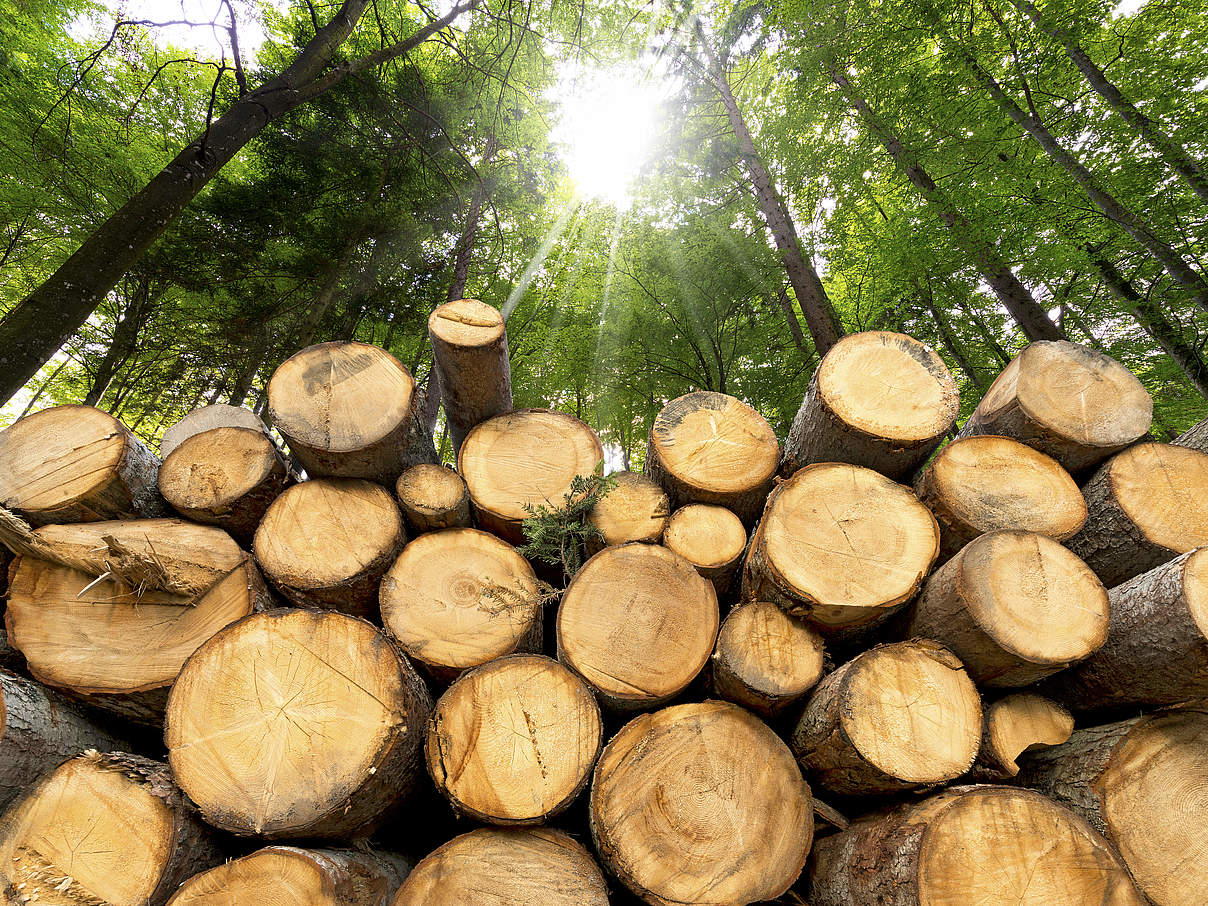 Gestapeltes Holz im Wald © catalby / iStock / Getty Images Plus