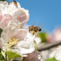 Honigbiene © Claudia Nir/WWF