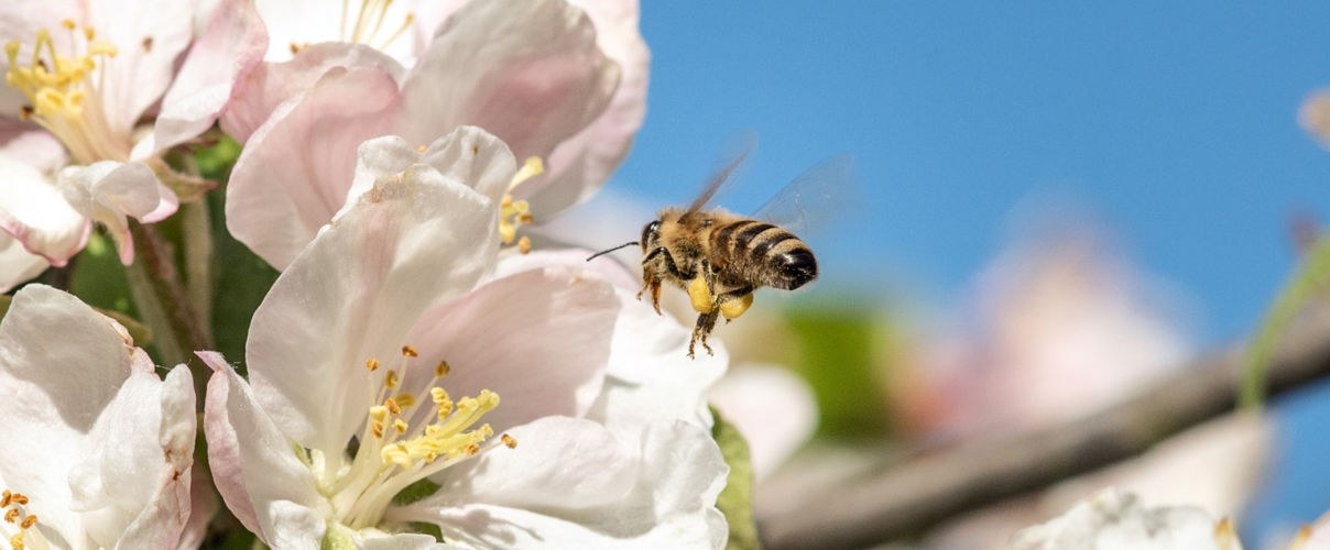 Honigbiene © Claudia Nir/WWF