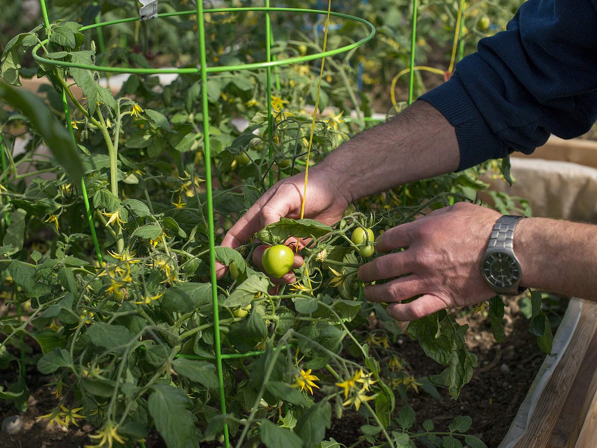 Tomatenpflanzen in einem Hochbeet © Paul Colangelo / WWF-US 